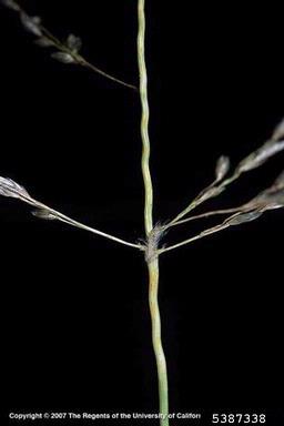 weeping lovegrass, Eragrostis curvula  (Cyperales: Poaceae) - 5387338