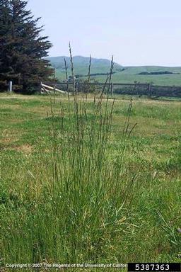 tall fescue, Festuca arundinacea  (Cyperales: Poaceae) - 5387363
