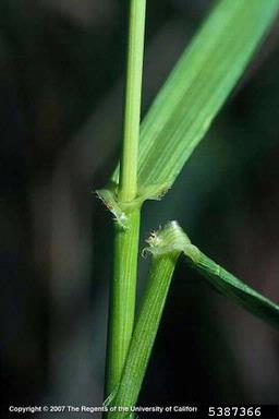 tall fescue, Festuca arundinacea  (Cyperales: Poaceae) - 5387366