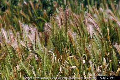 leporinum barley, Hordeum murinum ssp. leporinum (Cyperales: Poaceae) - 5387391