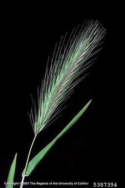 smooth barley, Hordeum murinum ssp. glaucum (Cyperales: Poaceae) - 5387394