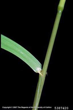 poison ryegrass, Lolium temulentum  (Cyperales: Poaceae) - 5387420