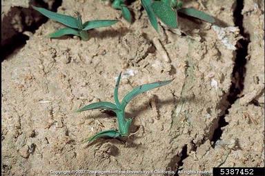 junglerice, Echinochloa colona  (Cyperales: Poaceae) - 5387452