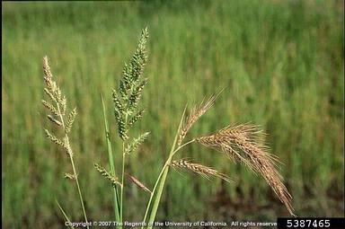 cockspur grass, Echinochloa spp.  (Cyperales: Poaceae) - 5387465