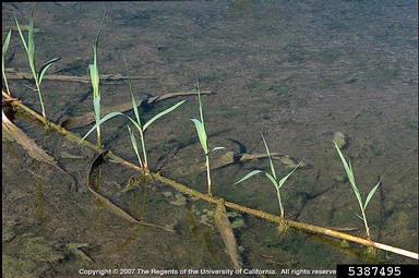 giant reed, Arundo donax  (Cyperales: Poaceae) - 5387495