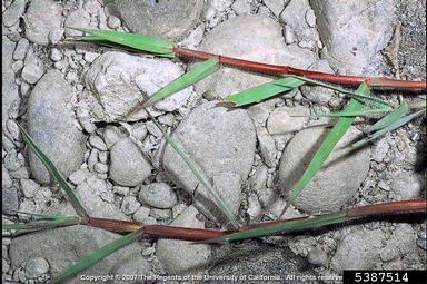 knotgrass, Paspalum distichum  (Cyperales: Poaceae) - 5387514