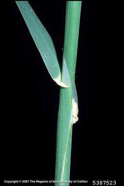 bulbous canarygrass, Phalaris aquatica  (Cyperales: Poaceae) - 5387523