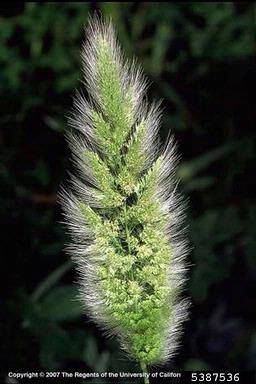 rabbitfoot polypogon, Polypogon monspeliensis  (Cyperales: Poaceae) - 5387536