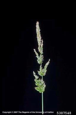 rabbitfoot polypogon, Polypogon monspeliensis  (Cyperales: Poaceae) - 5387548