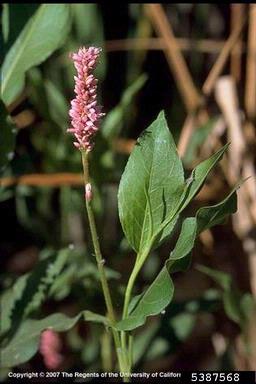 longroot smartweed, Polygonum amphibium var. emersum (Polygonales: Polygonaceae) - 5387568