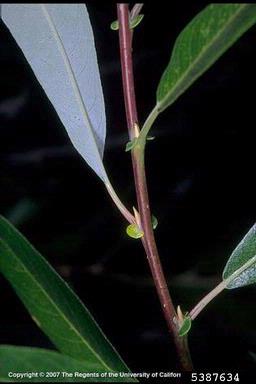 arroyo willow, Salix lasiolepis  (Salicales: Salicaceae) - 5387634