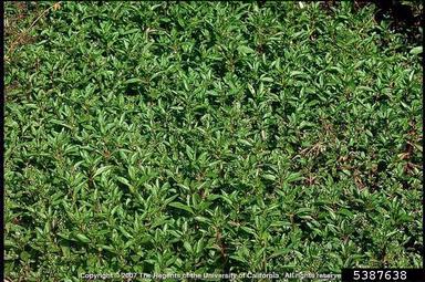 water speedwell, Veronica anagallis-aquatica  (Scrophulariales: Scrophulariaceae) - 5387638