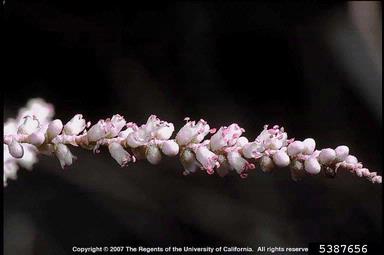 Athel tamarisk, Tamarix aphylla  (Violales: Tamaricaceae) - 5387656