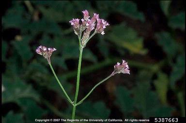 seashore vervain, Verbena montevidensis  (Lamiales: Verbenaceae) - 5387663