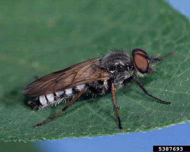 stiletto flies, Ozodiceromyia spp.  (Diptera: Therevidae) - 5387693