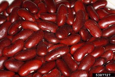 common bean, Phaseolus vulgaris  (Fabales: Fabaceae (Leguminosae)) - 5387727