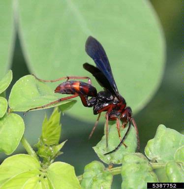 Spider Wasp, Poecilopompilus algidus  (Hymenoptera: Pompilidae) - 5387752
