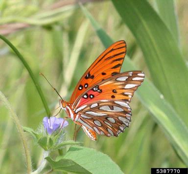 gulf fritillary, Agraulis vanillae  (Lepidoptera: Nymphalidae) - 5387770
