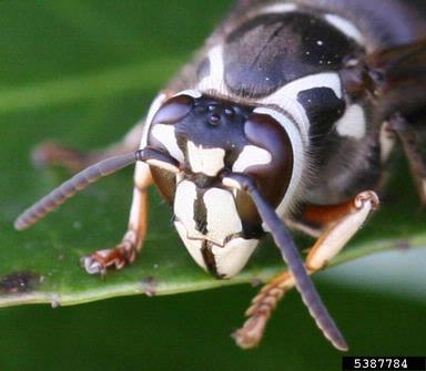 baldfaced hornet, Dolichovespula maculata  (Hymenoptera: Vespidae) - 5387784