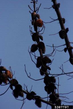 knobcone pine, Pinus attenuata  (Pinales: Pinaceae) - 5387797