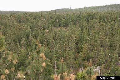 gouty pitch midge (Cecidomyia piniinopis ) on ponderosa pine (Pinus ponderosa ) - 5387798