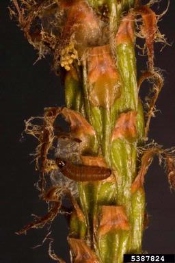 ponderosa pine tip moth, Rhyacionia zozana  (Lepidoptera: Tortricidae) - 5387824