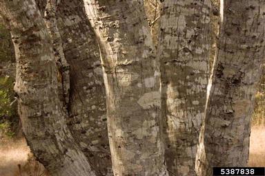 coast live oak, Quercus agrifolia  (Fagales: Fagaceae) - 5387838