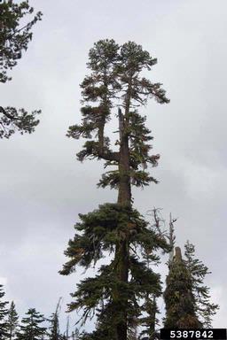 California red fir, Abies magnifica  (Pinales: Pinaceae) - 5387842