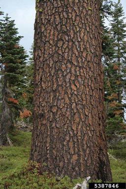 California red fir, Abies magnifica  (Pinales: Pinaceae) - 5387846
