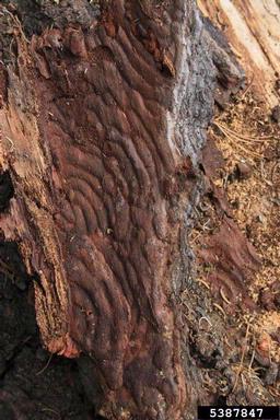 California red fir, Abies magnifica  (Pinales: Pinaceae) - 5387847