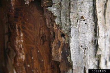 pinhole borer (Platypus spp. ) on elm (Ulmus spp. ) - 5388183