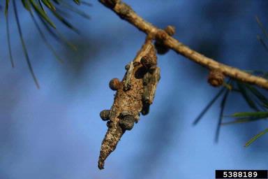 bagworms,    (Lepidoptera: Psychidae) - 5388189