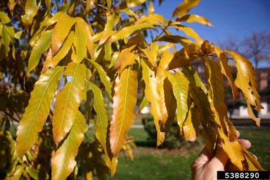 sawtooth oak, Quercus acutissima  (Fagales: Fagaceae) - 5388290