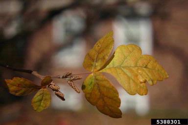 fragrant sumac, Rhus aromatica  (Sapindales: Anacardiaceae) - 5388301