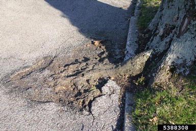 restricted root system,    - 5388308