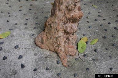 restricted root system,    - 5388360