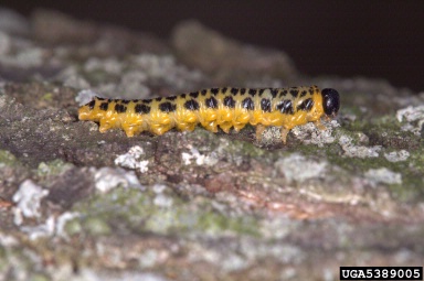 sawfly, Macremphytus spp.  (Hymenoptera: Tenthredinidae) - 5389005