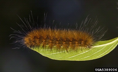 yellow woollybear, Spilosoma virginica  (Lepidoptera: Arctiidae) - 5389006