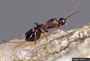 Braconid wasp (Spathius spp. ) on emerald ash borer (Agrilus planipennis ) - 5389011