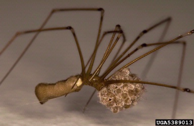 cellar spider, Pholcus phalangioides  (Araneae: Pholcidae) - 5389013