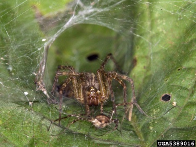 funnel web spider, Agelenopsis spp.  (Araneae: Agelenidae) - 5389016
