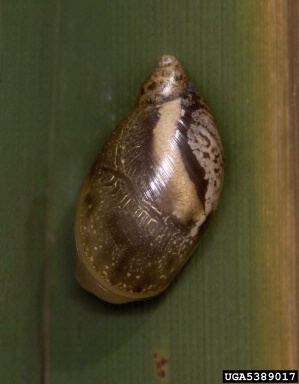 blunt ambersnail, Oxyloma retusum  (Stylommatophora: Succineidae) - 5389017