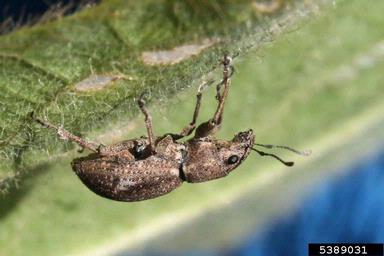 Fuller rose beetle (Pantomorus cervinus ) on soybean (Glycine max ) - 5389031