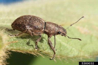 Fuller rose beetle (Pantomorus cervinus ) on soybean (Glycine max ) - 5389032