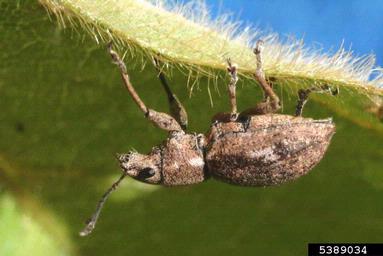 Fuller rose beetle (Pantomorus cervinus ) on soybean (Glycine max ) - 5389034