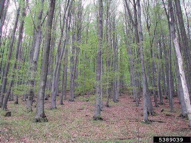 European beech, Fagus sylvatica  (Fagales: Fagaceae) - 5389039