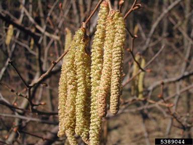 common filbert, Corylus avellana  (Fagales: Betulaceae) - 5389044