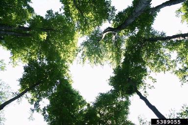 European beech, Fagus sylvatica  (Fagales: Fagaceae) - 5389055