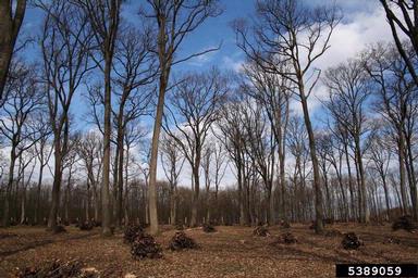 shelterwood,    - 5389059