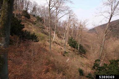 European Yew and European Beech,    - 5389069